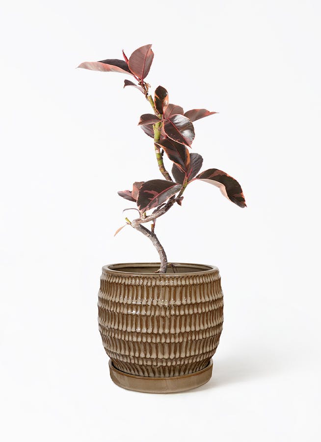 フィカス ルビー | 観葉植物通販HitoHana(ひとはな) フィカス ルビー | 観葉植物通販HitoHana(ひとはな)
