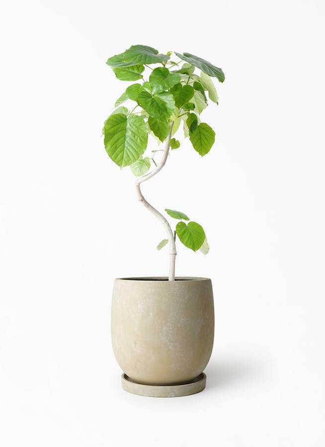 可愛らしいまがり ウンベラータ 葉付きが良くわさわさ 新芽たくさん 可愛らしいまがり ウンベラータ 葉付きが良くわさわさ 新芽たくさん