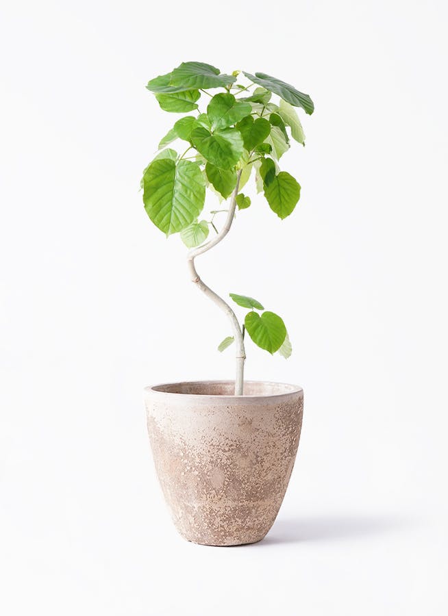 ウンベラータ 6号 | 観葉植物の通販ならHitoHana（ひとはな）