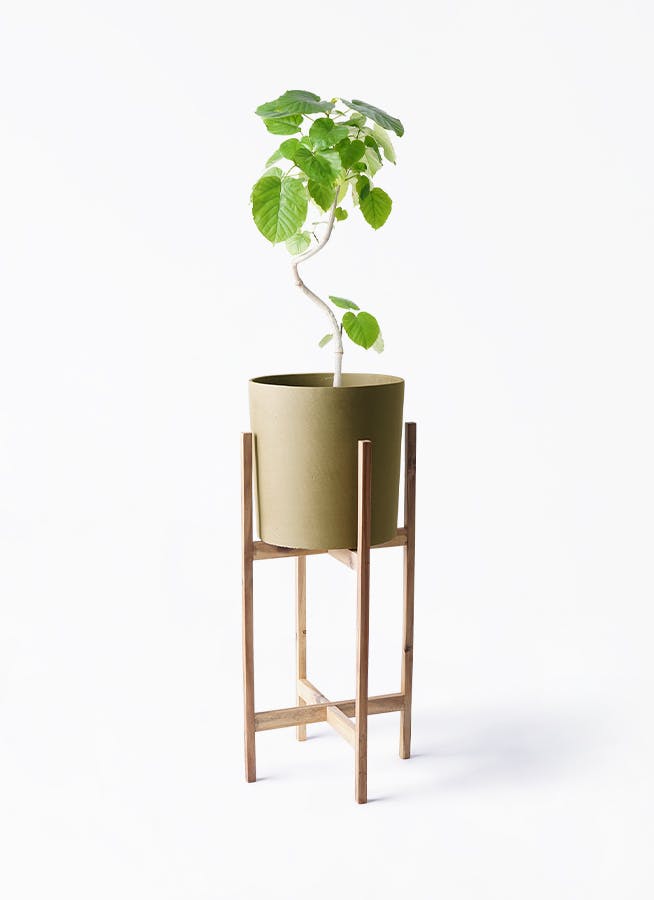 観葉植物 フィカス ウンベラータ 6号 曲り ホルスト シリンダー