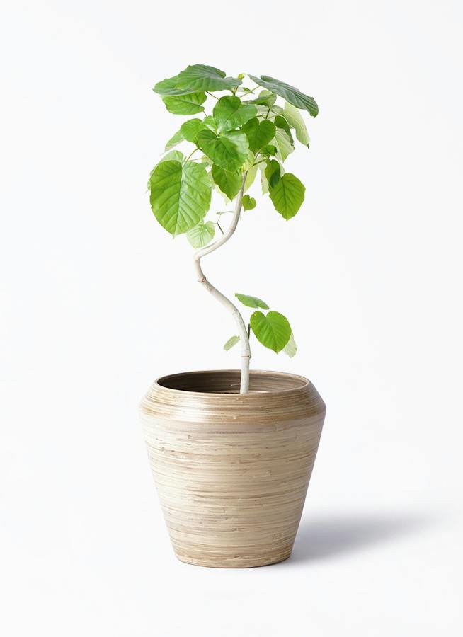 観葉植物 ユッカ 6号 ロストラータ アルマ ミドル 付き | 観葉植物なら