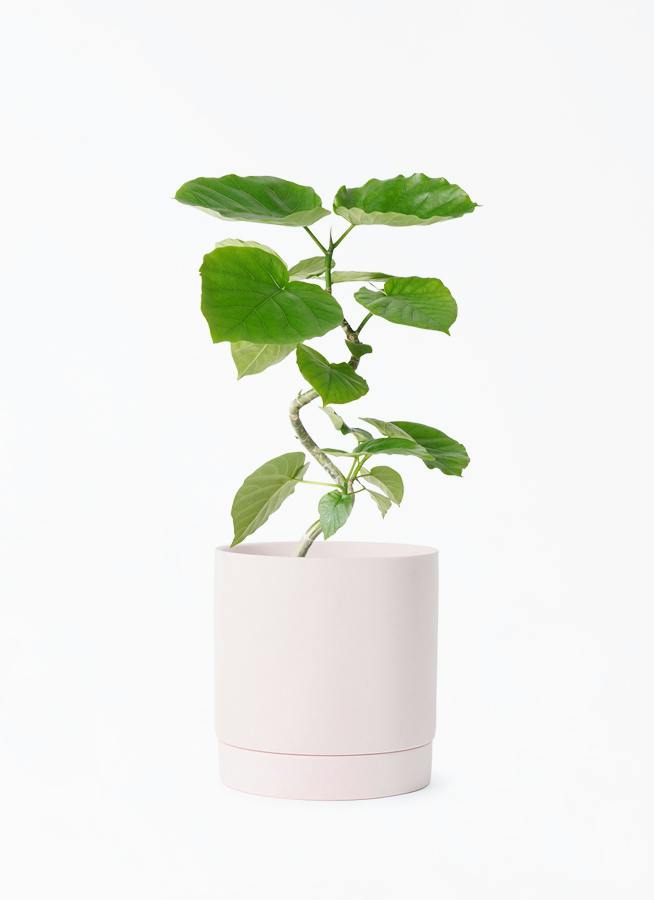 観葉植物 【美株・極美曲がり樹形】フィカス ウンベラータ 4号鉢植え