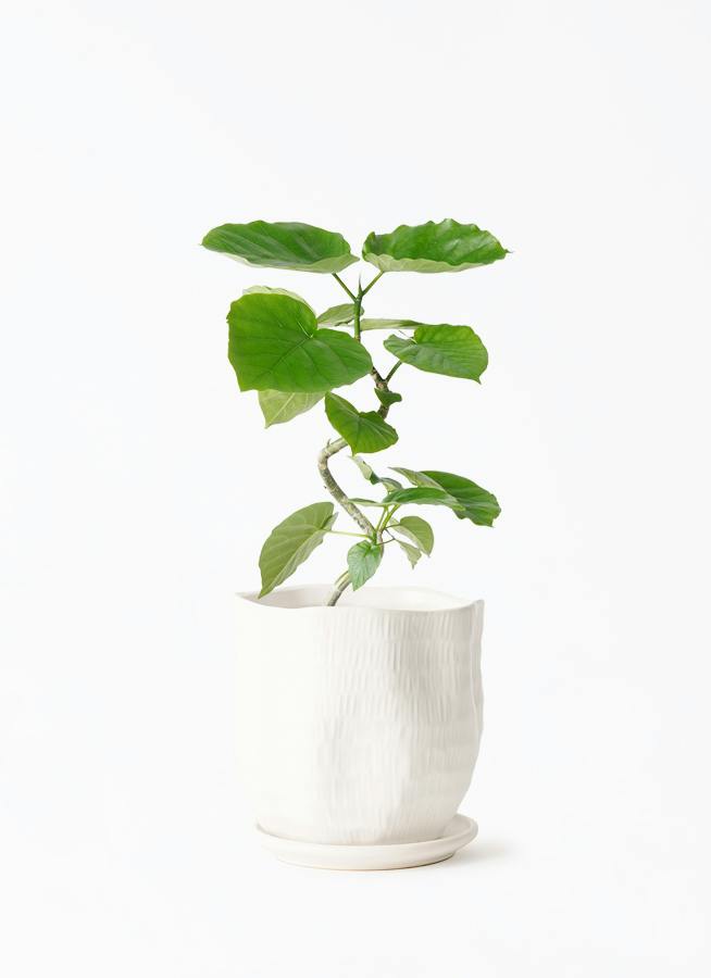観葉植物 フィカス ウンベラータ 4号 曲り ハピ 白 L 付き | 観葉植物 