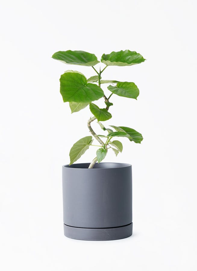☆観葉植物　鉢カバー付き☆ 楽天市場】観葉植物 鉢 カバー おしゃれ ダンボール 観葉植物 北欧