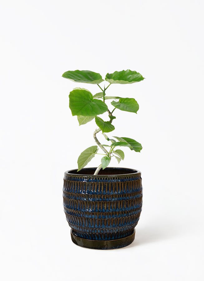 多肉植物 青緑色陶器鉢付き*4 多肉植物 青緑色陶器鉢付き*4 多肉植物 青緑色陶器鉢付き