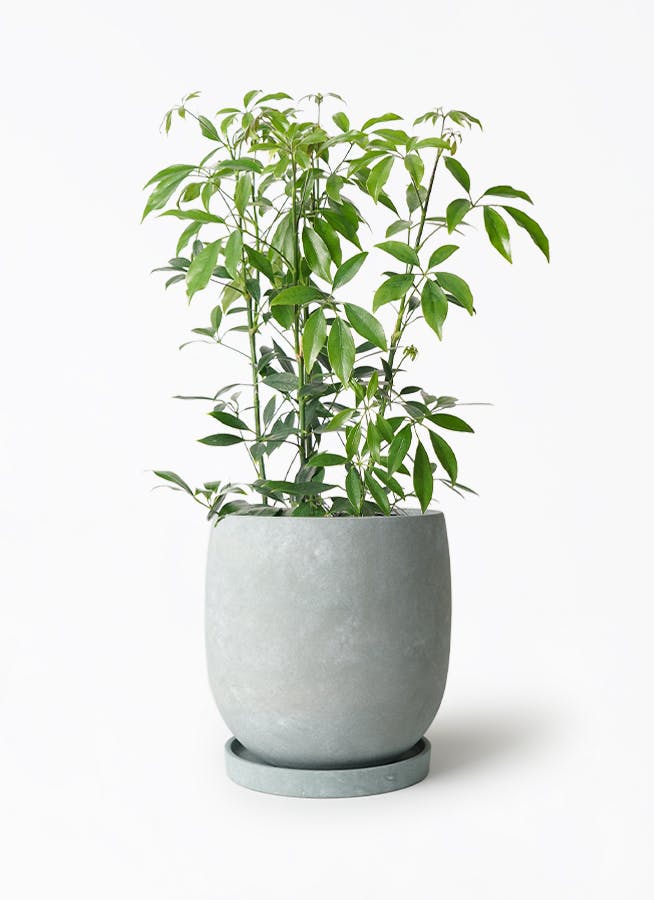 シェフレラ コンパクタ 6号 | 観葉植物通販 HitoHana（ひとはな）