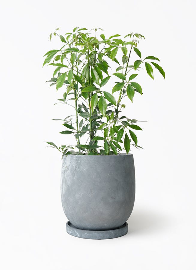 シェフレラ コンパクタ 6号 | 観葉植物通販 HitoHana（ひとはな）