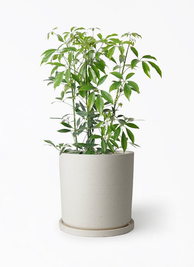 schefflera-compacta-150_1.jpg