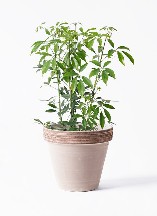 シェフレラ コンパクタ | 観葉植物ならHitohana（ひとはな）