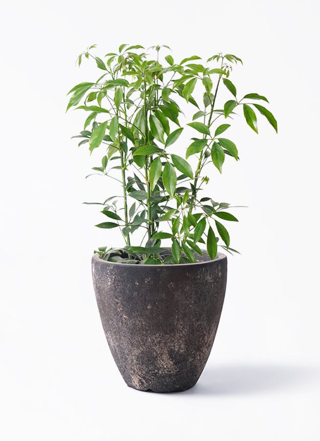 シェフレラ コンパクタ 6号 | 観葉植物通販 HitoHana（ひとはな）
