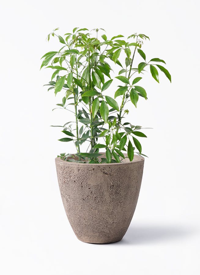 schefflera-compacta-138_1.jpg
