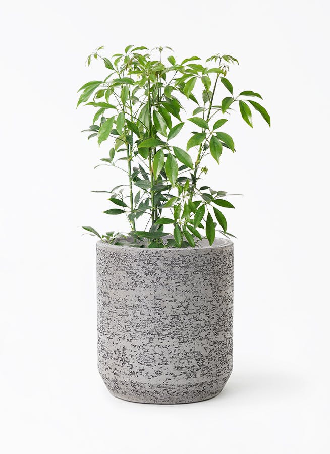 シェフレラ コンパクタ 6号 | 観葉植物通販 HitoHana（ひとはな）