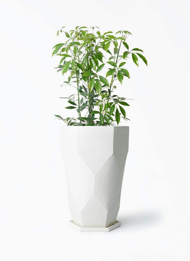 シェフレラ コンパクタ 6号 | 観葉植物通販 HitoHana（ひとはな）