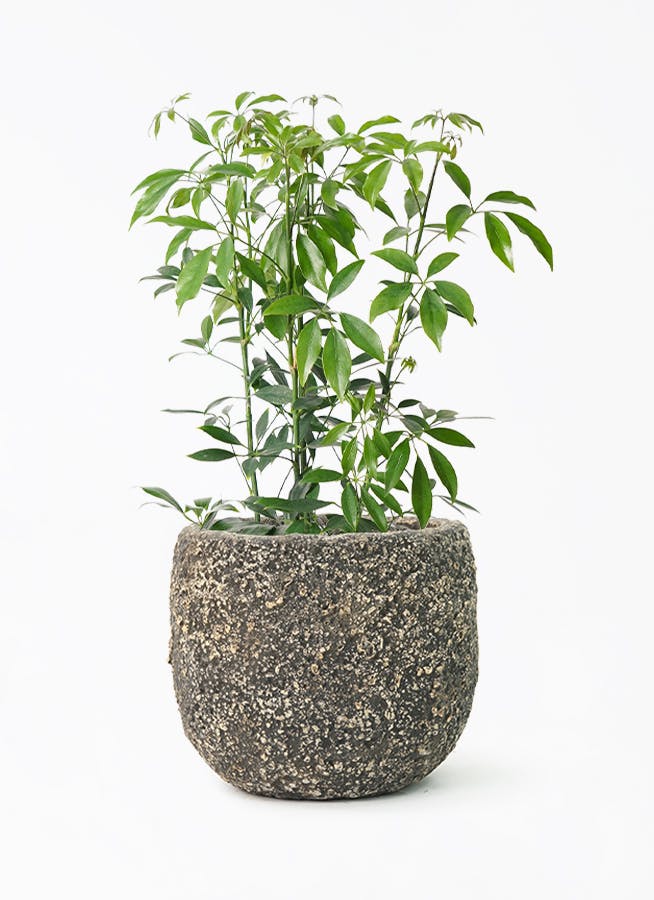 シェフレラ専用 観葉植物 カポック（シェフレラ） 8号 斑入り ファイバークレイ Gray