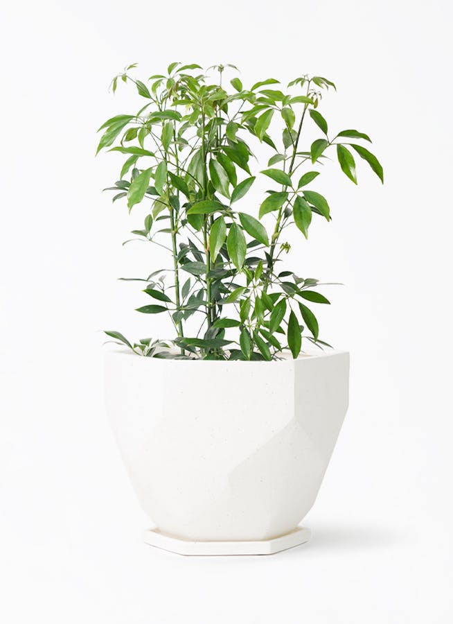 schefflera-compacta-130_1.jpg