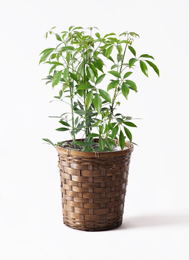 シェフレラ コンパクタ | 観葉植物ならHitohana（ひとはな）