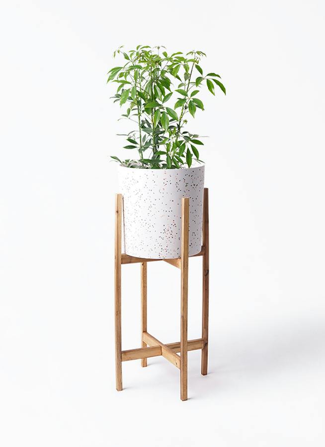 シェフレラ コンパクタ 6号 | 観葉植物通販 HitoHana（ひとはな）