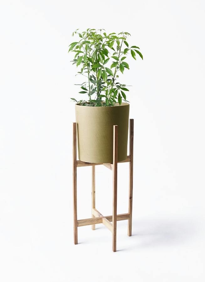 シェフレラ コンパクタ 6号 | 観葉植物通販 HitoHana（ひとはな）