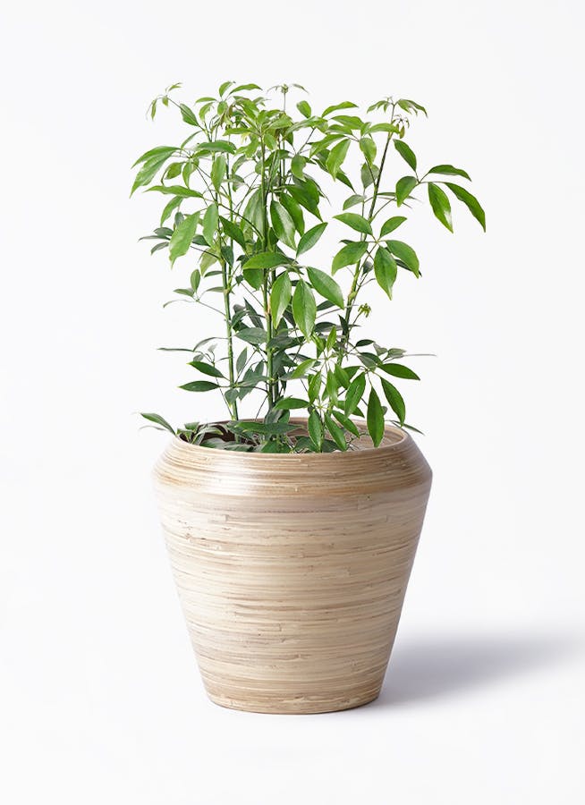 schefflera-compacta-117_1.jpg