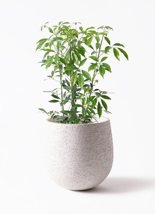 シェフレラ コンパクタ 6号 | 観葉植物通販 HitoHana（ひとはな）