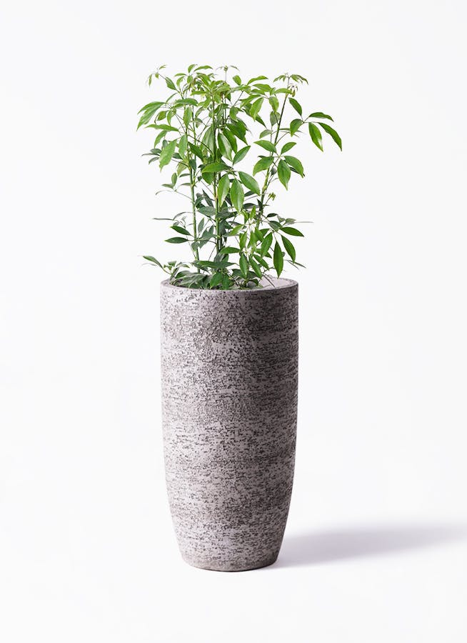 シェフレラ コンパクタ 6号 | 観葉植物通販 HitoHana（ひとはな）