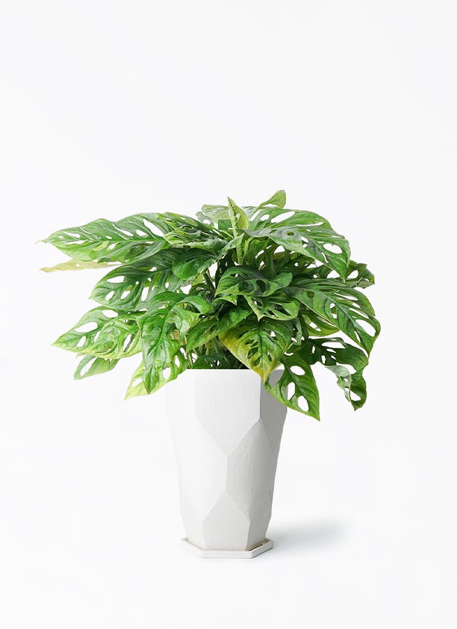 観葉植物 モンステラ 6号 マドカズラ Ceramic Pot (セラミック) トールタイプ 付き | 観葉植物ならHitoHana(ひとはな)