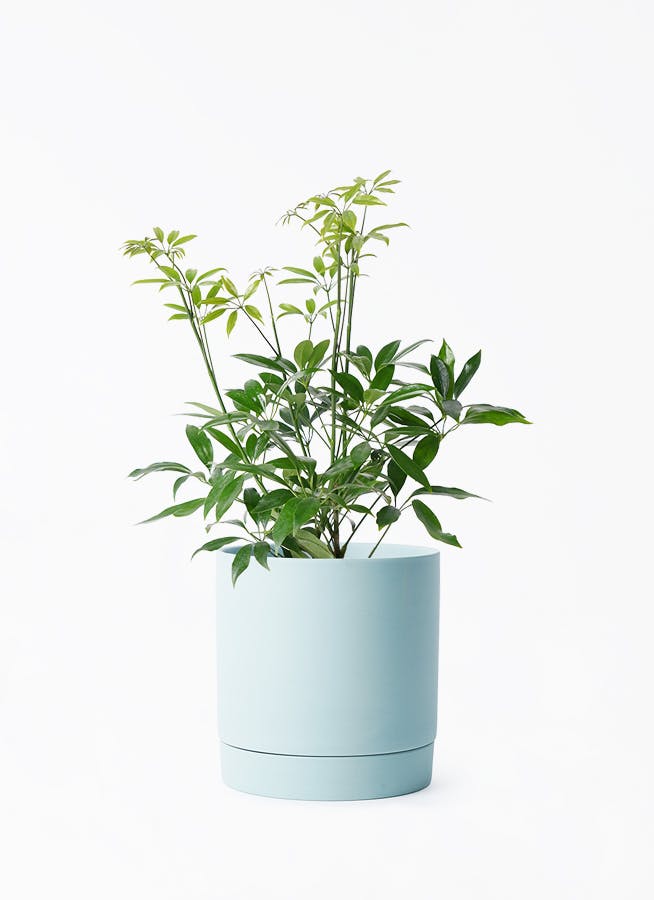 シェフレラ・コンパクタ　リビングサイズ　沖縄中部産　ガチシマリ シェフレラ・コンパクタ リビングサイズ - メルカリ