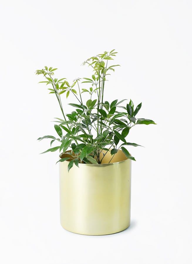 観葉植物 シェフレラ コンパクタ 4号 ラーケルシリンダー 15 ゴールド