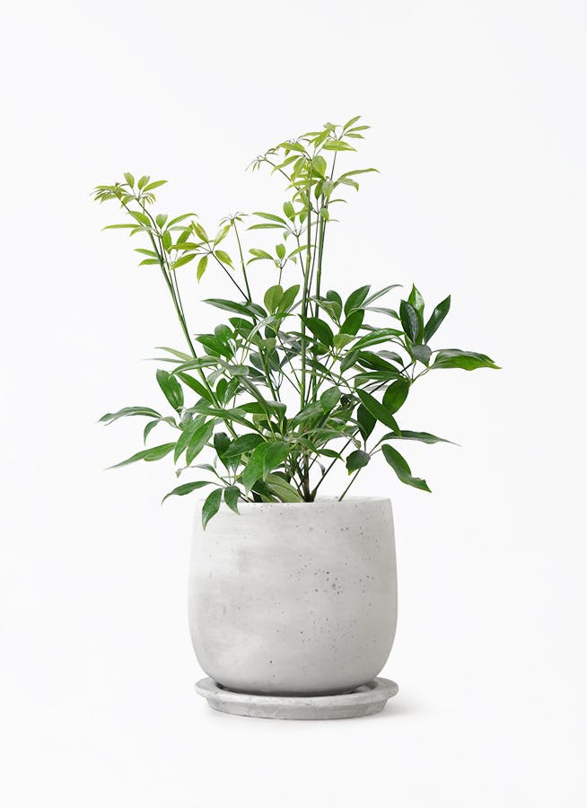 シェフレラ コンパクタ | 観葉植物ならHitohana（ひとはな）