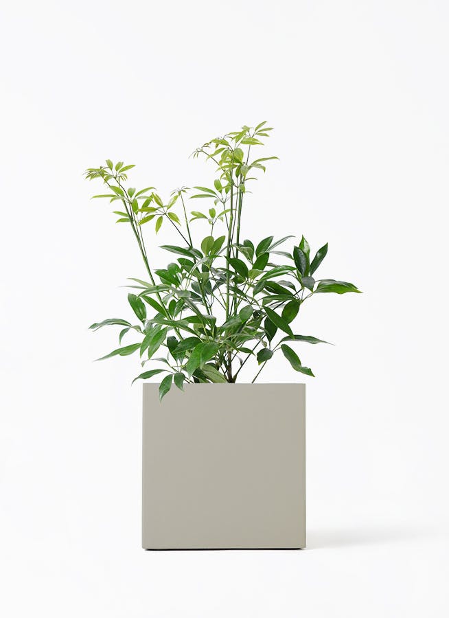 シェフレラ コンパクタ | 観葉植物ならHitohana（ひとはな）