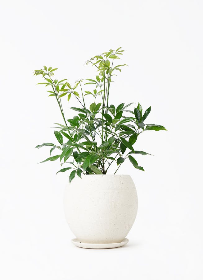 シェフレラ コンパクタ | 観葉植物ならHitohana（ひとはな）