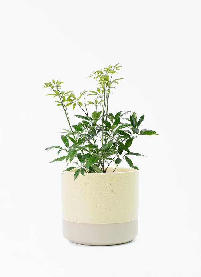 観葉植物 ガジュマル 4号 パンダ 朴仕立て ハンネ 16 Y イエロー