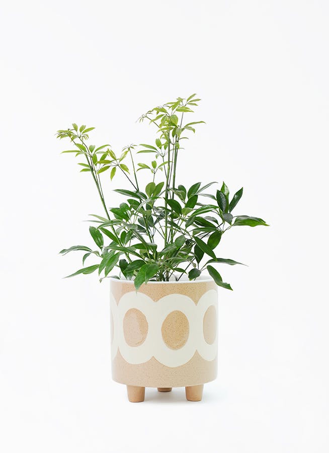 シェフレラ コンパクタ | 観葉植物ならHitohana（ひとはな）