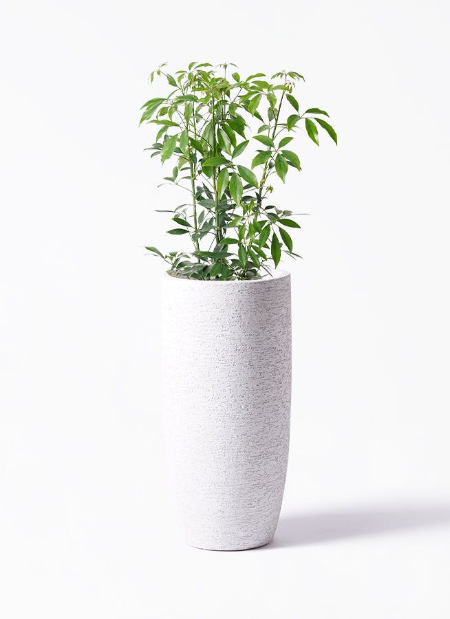 新品・5営業日で発送】光の楽園 ｼｪﾌﾚﾗ (212A80) アウトレット 北海道