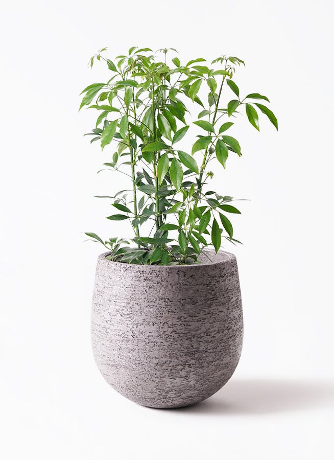 シェフレラ コンパクタ 6号 | 観葉植物通販 HitoHana（ひとはな）