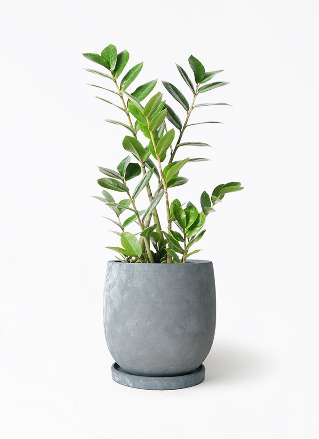 ザミオクルカス | 観葉植物の通販ならHitoHana（ひとはな）