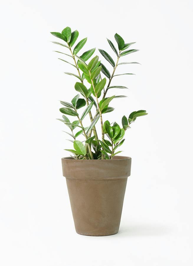 ザミオクルカス | 観葉植物の通販ならHitoHana（ひとはな）