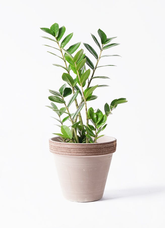 ザミオクルカス | 観葉植物の通販ならHitoHana（ひとはな）