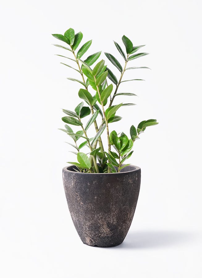 ザミオクルカス | 観葉植物の通販ならHitoHana（ひとはな）