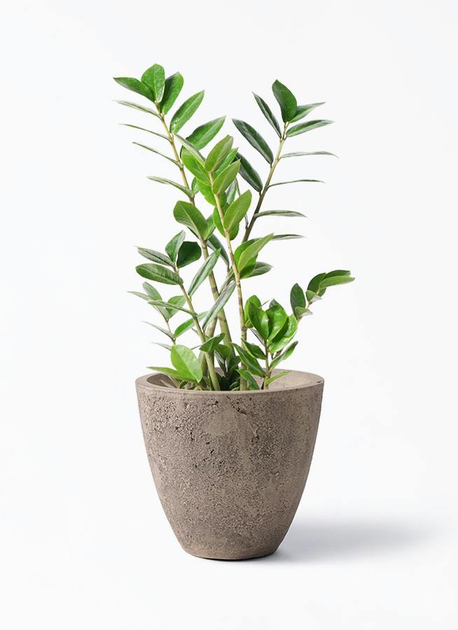 ザミオクルカス | 観葉植物の通販ならHitoHana（ひとはな）