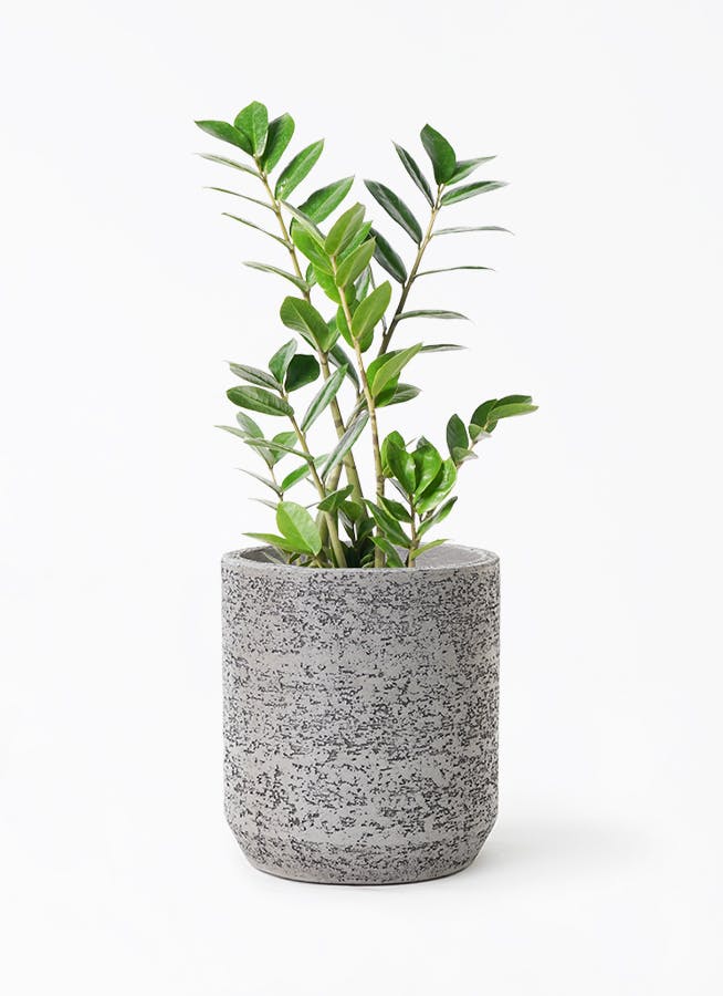 ザミオクルカス | 観葉植物の通販ならHitoHana（ひとはな）