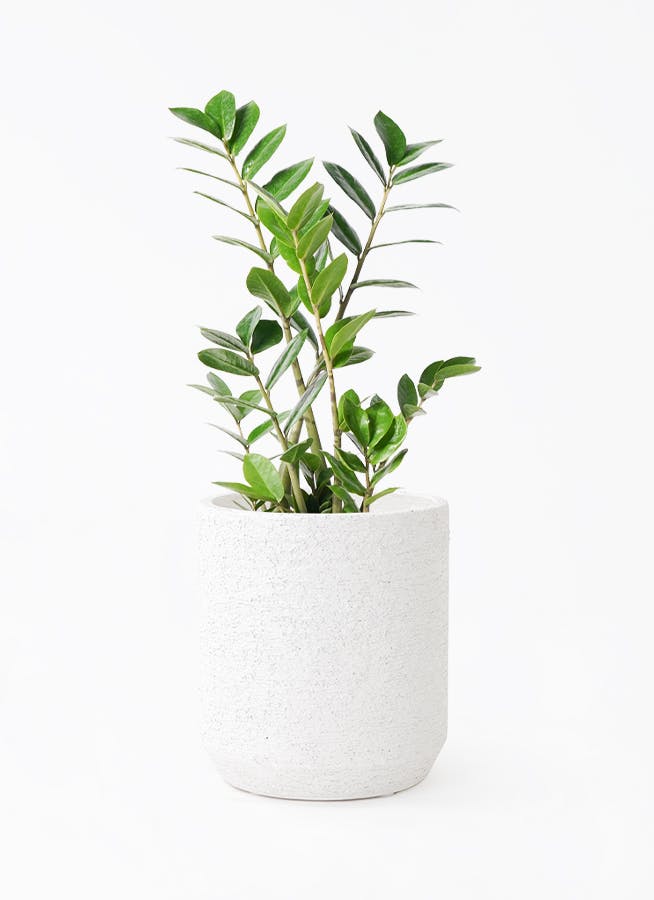 ザミオクルカス | 観葉植物の通販ならHitoHana（ひとはな）
