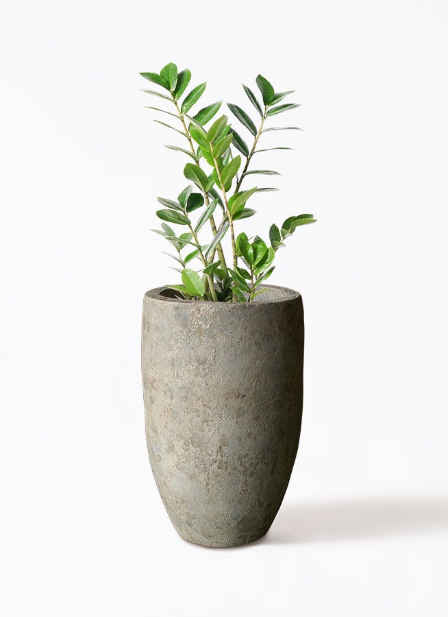 ザミオクルカス | 観葉植物の通販ならHitoHana（ひとはな）