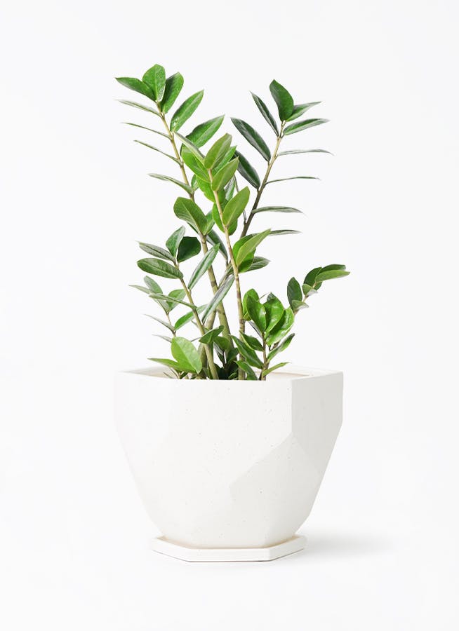 【観葉植物】　ザミオクルカス 受皿付 観葉植物：金銭樹 ザミオクルカス ザミフォーリア 鉢植え*受皿付 富士