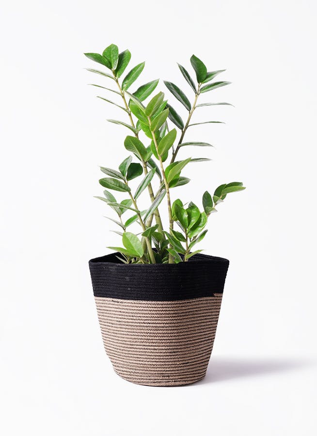 ザミオクルカス | 観葉植物の通販ならHitoHana（ひとはな）