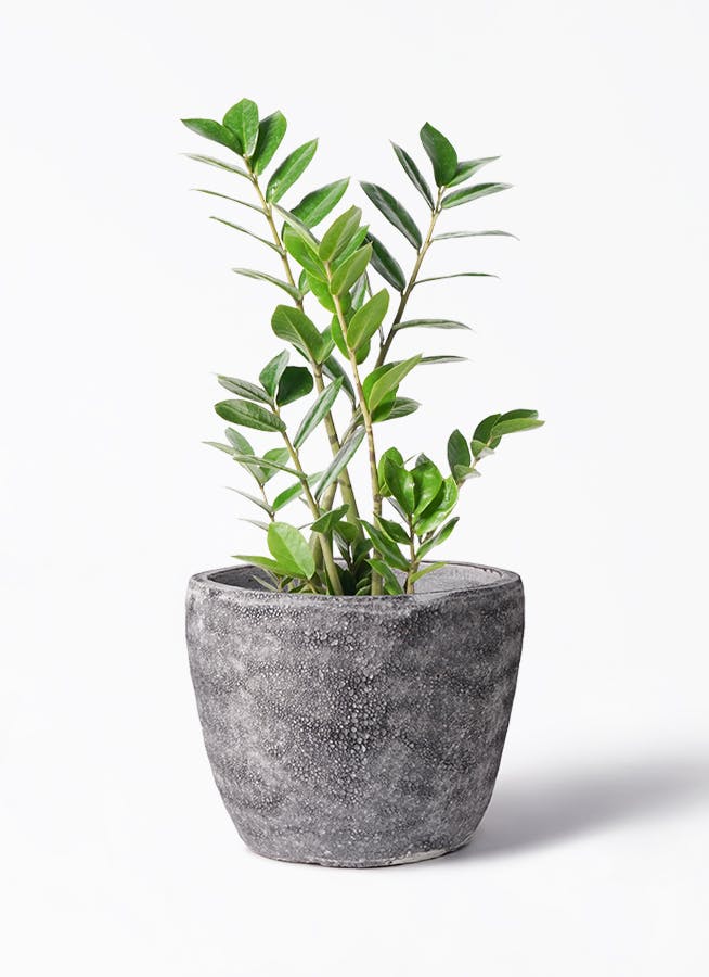 ザミオクルカス | 観葉植物の通販ならHitoHana（ひとはな）