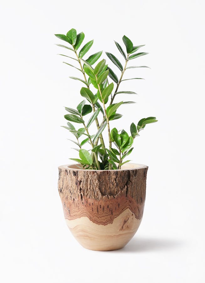 ザミオクルカス | 観葉植物の通販ならHitoHana（ひとはな）