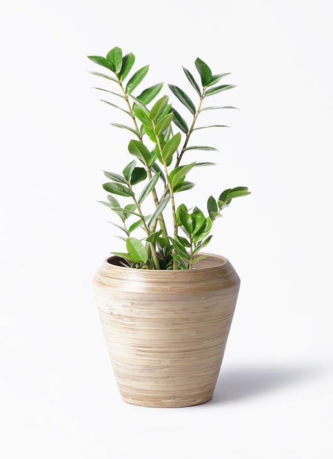 ザミオクルカス | 観葉植物の通販ならHitoHana（ひとはな）