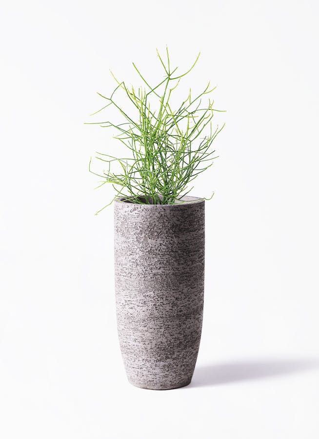 観葉植物 コルディリネ (コルジリネ) サンゴ 6号 エコストーントールタイプ Gray 付き | 観葉植物ならHitoHana(ひとはな)