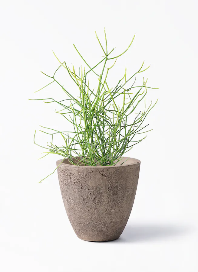ミルクブッシュ 6号 | 観葉植物通販 HitoHana（ひとはな）